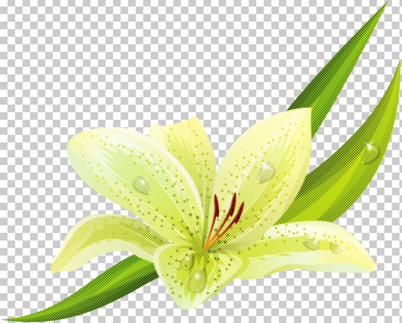 Flower Plant Amaryllis Belladonna Lily Petal PNG, Clipart, Amaryllis Belladonna, Anthurium, Crinum, Daylily, Flower Free PNG Download
