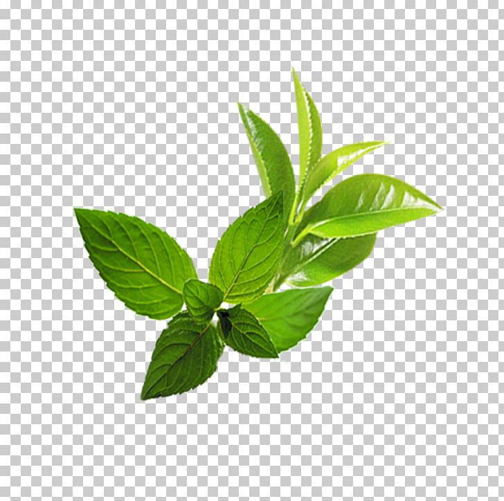 Leaf Mentha Spicata PNG, Clipart, Autumn Leaf, Cool, Download, Euclidean Vector, Fresh Free PNG Download