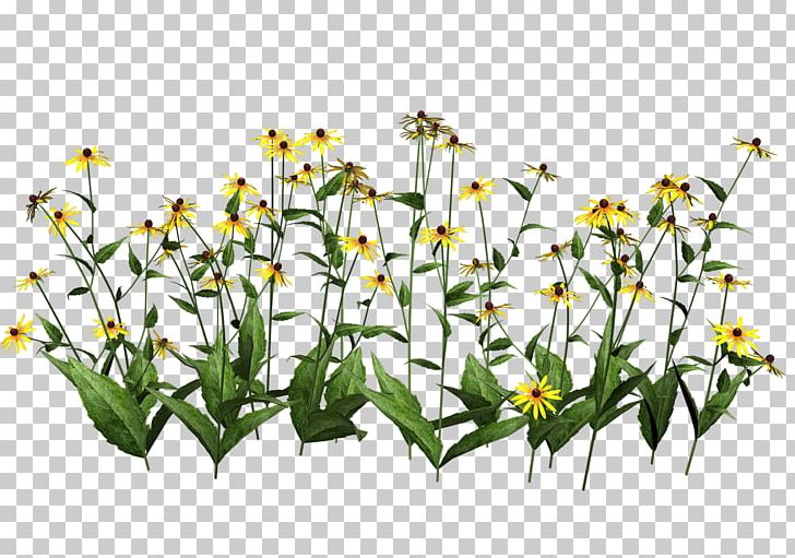 Plant Wildflower PNG, Clipart, Chamomile, Cut Flowers, Diagram, Flora, Flower Free PNG Download