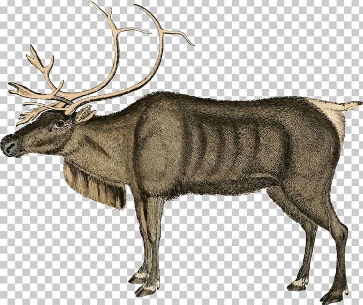 Reindeer Moose Santa Claus PNG, Clipart, Antler, Cartoon, Cattle Like Mammal, Christmas, Deer Free PNG Download