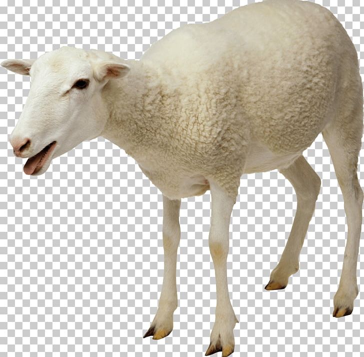 White Sheep PNG, Clipart, Animals, Sheep Free PNG Download