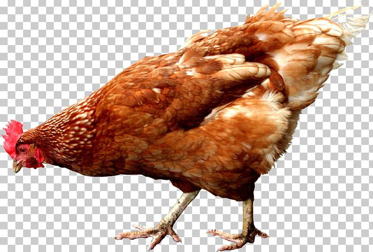 Chicken Hen Rooster Gamecock Egg PNG, Clipart, Animals, Beak, Bird, Chicken, Chicken Coop Free PNG Download