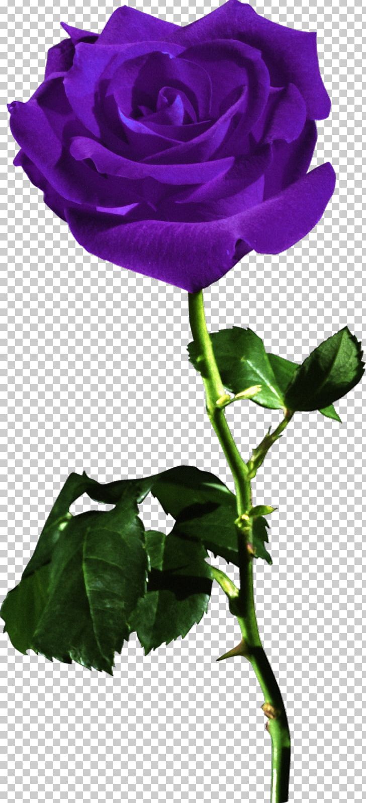 Desktop Rose Red Flower PNG, Clipart, Annual Plant, Cut Flowers, Desktop Wallpaper, Floribunda, Flower Free PNG Download
