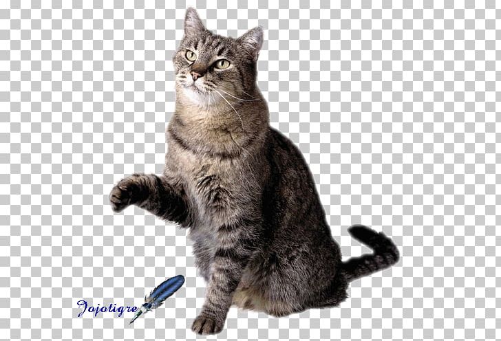 Dog Pet Sitting Cat Flashcard PNG, Clipart, American Shorthair, Animal, Animals, Carnivoran, Cat Like Mammal Free PNG Download