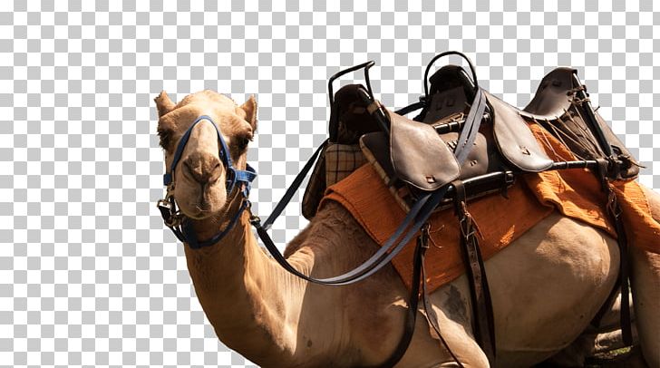 Dromedary Casela World Of Adventures Saddle Horse Pack Animal PNG, Clipart, Animals, Arabian Camel, Bridle, Camel, Camel Like Mammal Free PNG Download