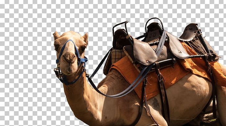Dromedary Casela World Of Adventures Saddle Horse Pack ...