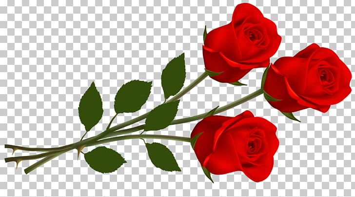 Rose PNG, Clipart, Color, Cut Flowers, Desktop Wallpaper, Download, Floral Design Free PNG Download