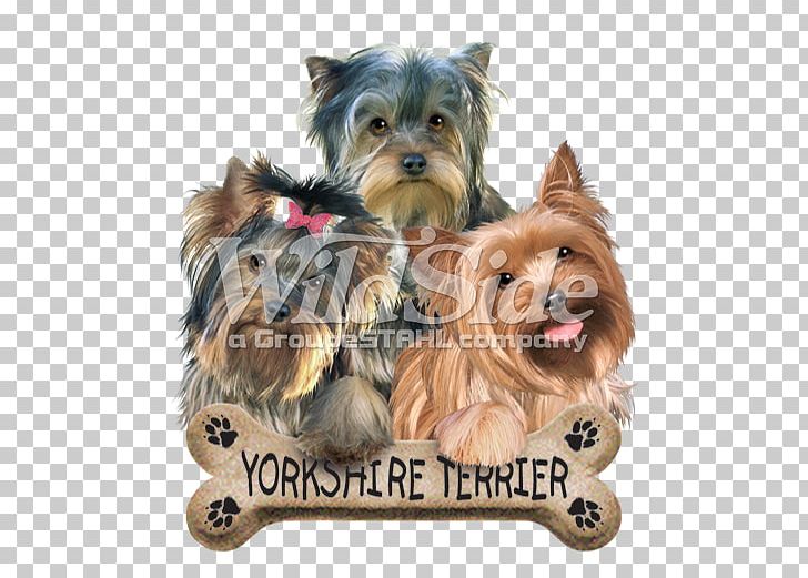 Yorkshire Terrier Australian Silky Terrier Australian Terrier Morkie Cairn Terrier PNG, Clipart, Animal, Animals, Australian Silky Terrier, Biewer Terrier, Breed Free PNG Download