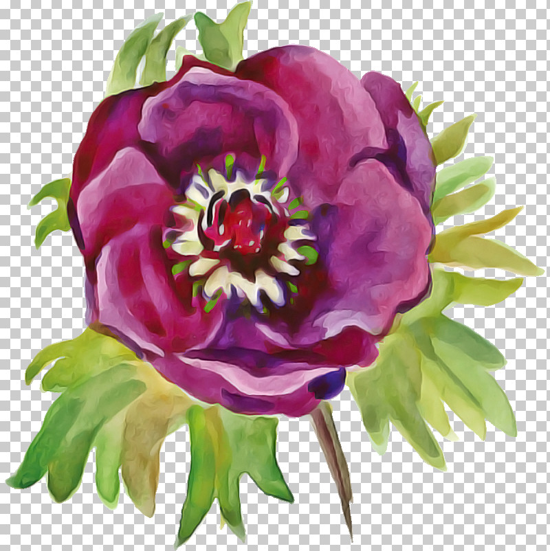 Flower Plant Watercolor Paint Common Peony Petal PNG, Clipart, Chinese Peony, Common Peony, Cut Flowers, Drawing Flower, Floral Drawing Free PNG Download