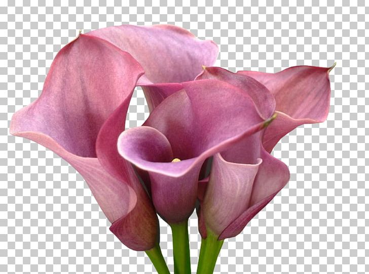Garden Roses Bog Arum Flower PNG, Clipart, Alismatales, Arum, Bog Arum, Bud, Cicek Free PNG Download