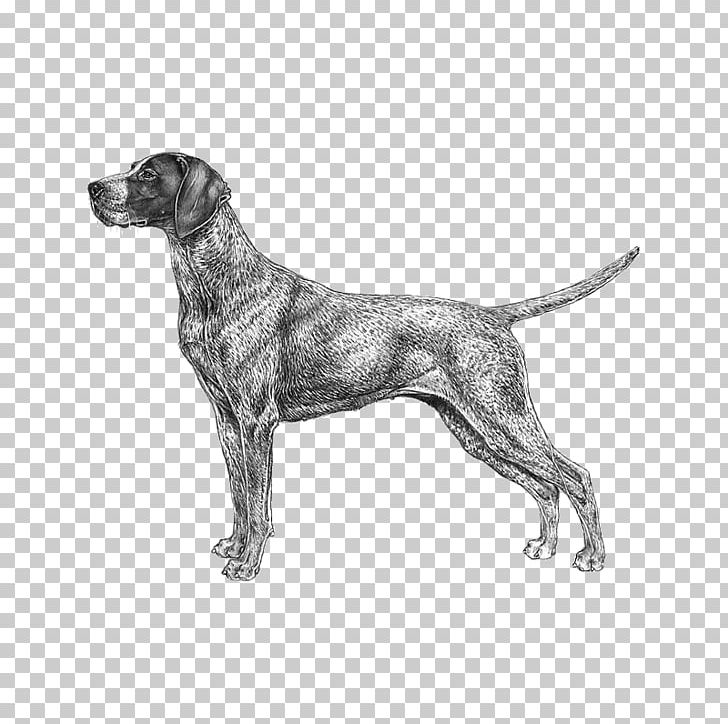 German Wirehaired Pointer Bluetick Coonhound German Shorthaired Pointer Black And Tan Coonhound PNG, Clipart, American Kennel Club, Belgian, Braque D Auvergne, Breed, Carnivoran Free PNG Download