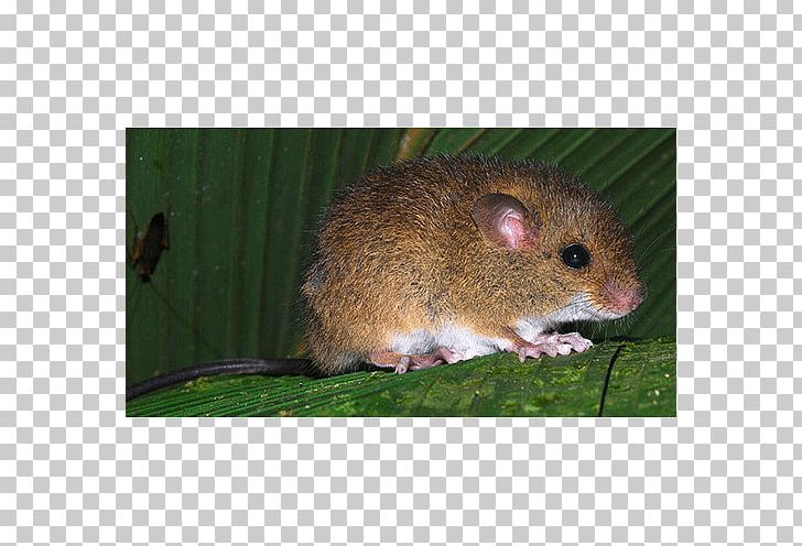 Mouse Rat Gerbil Oecomys Sp. PNG, Clipart, Animals, Climbing, Dormouse, Ecuador, Fauna Free PNG Download