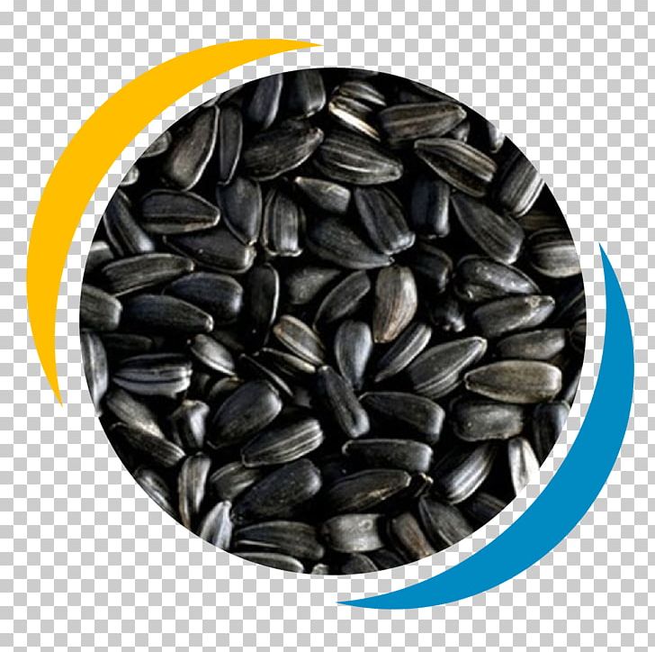 Sunflower Seed Common Sunflower Food Energy PNG, Clipart, Common Sunflower, Crop Yield, Cucurbita, Food, Food Energy Free PNG Download