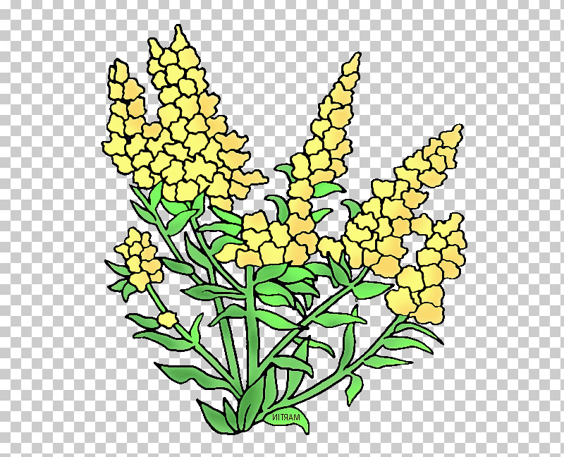 Flower Plant Yellow Cut Flowers Pedicel PNG, Clipart, Cut Flowers, Flower, Herbaceous Plant, Pedicel, Plant Free PNG Download