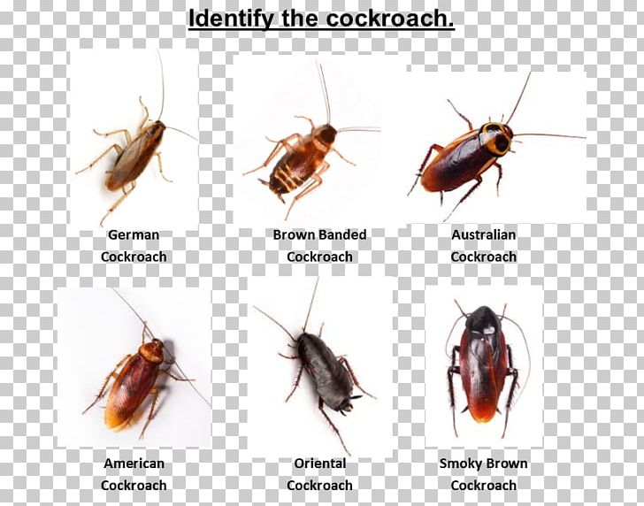 Australian Cockroach Insect Pest York PNG, Clipart, Aerosol, Animal, Animals, Arthropod, Australian Cockroach Free PNG Download
