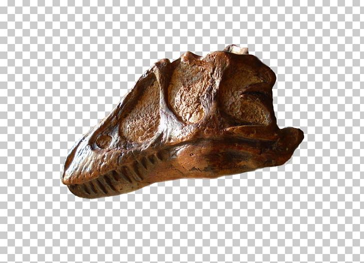 Prehistory Tyrannosaurus Reptile Dinosaur We Are Proud To Present A Presentation About The Herero Of Namibia PNG, Clipart, Bone, Dinosaur, Fantasy, Fossil Group, Jaw Free PNG Download