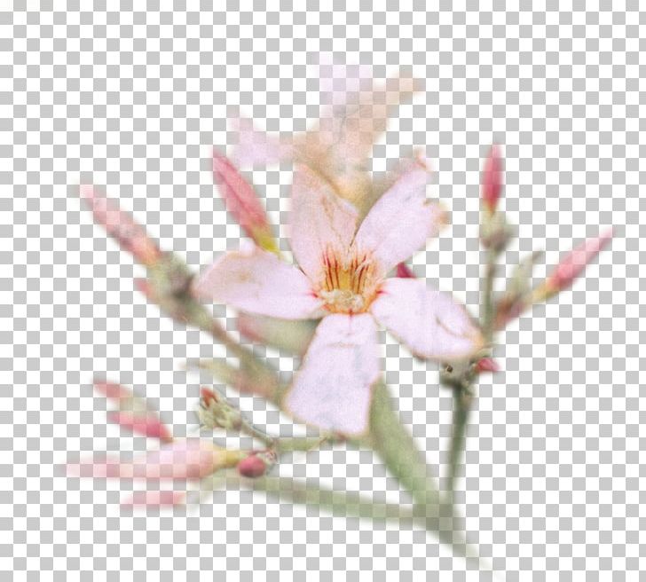 Cherry Blossom Flower Petal Spring PNG, Clipart, Blossom, Branch, Branching, Cherry, Cherry Blossom Free PNG Download