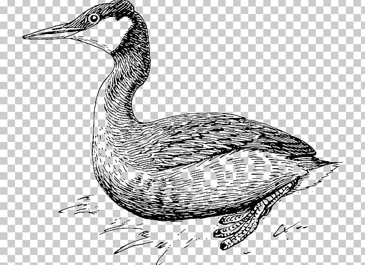 Duck Goose Bird Grebe Extinction PNG, Clipart, Animal, Animals, Beak, Biology, Bird Free PNG Download