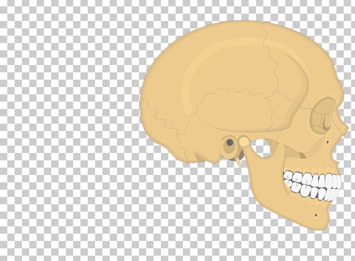Skull Parietal Bone Occipital Bone Temporal Bone PNG, Clipart, Anatomy, Bone, Ear, Facial Skeleton, Fantasy Free PNG Download