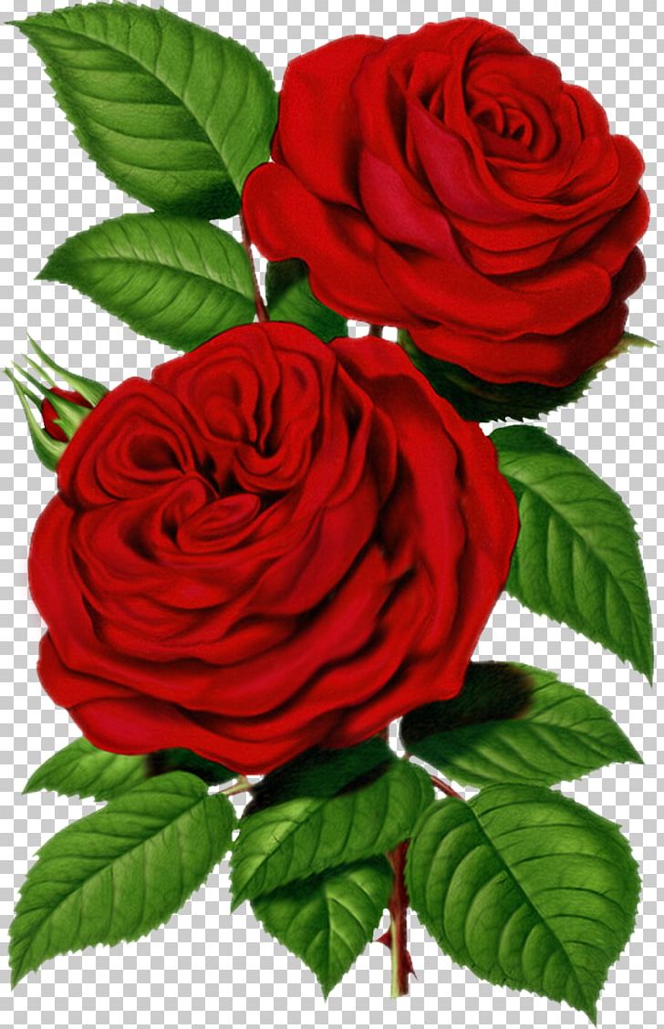 Centifolia Roses Flower PNG, Clipart, Black Rose, Centifolia Roses, China Rose, Clip Art, Color Free PNG Download