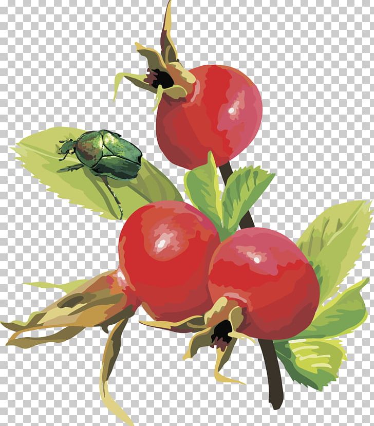 Frutti Di Bosco Euclidean Cherry Fruit PNG, Clipart, Apple, Apple, Blueberry, Branch, Cherries Free PNG Download