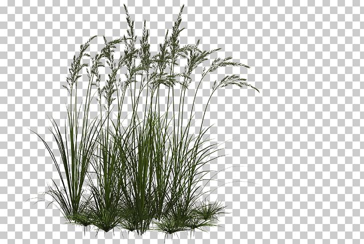Grasses Ornamental Grass PNG, Clipart, Branch, Chinese Silver Grass, Clip Art, Computer Icons, Desktop Wallpaper Free PNG Download