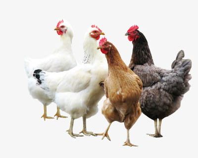 Group Of Chickens PNG, Clipart, Animal, Chickens Clipart, Group Clipart, Poultry, White Free PNG Download