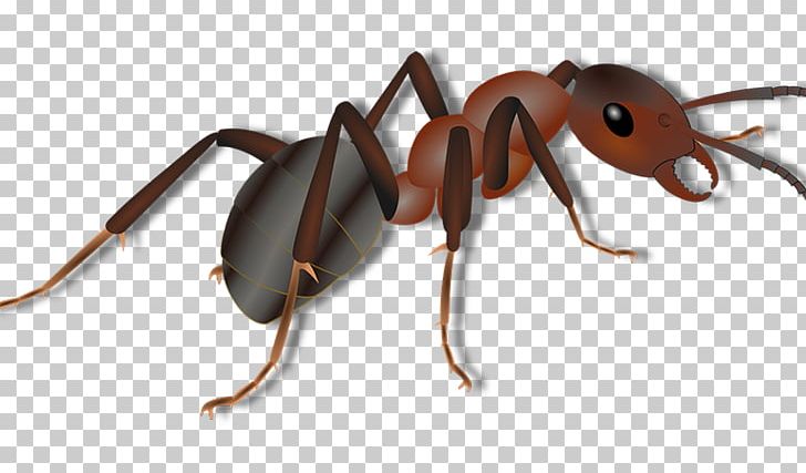 Black Carpenter Ant Insect Red Imported Fire Ant Termite PNG, Clipart, Animals, Ant, Ant Colony, Arthropod, Beetle Free PNG Download