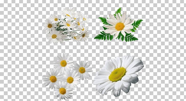 Chamomile Flower PNG, Clipart, Annual Plant, Aster, Background, Camomile, Chamaemelum Nobile Free PNG Download