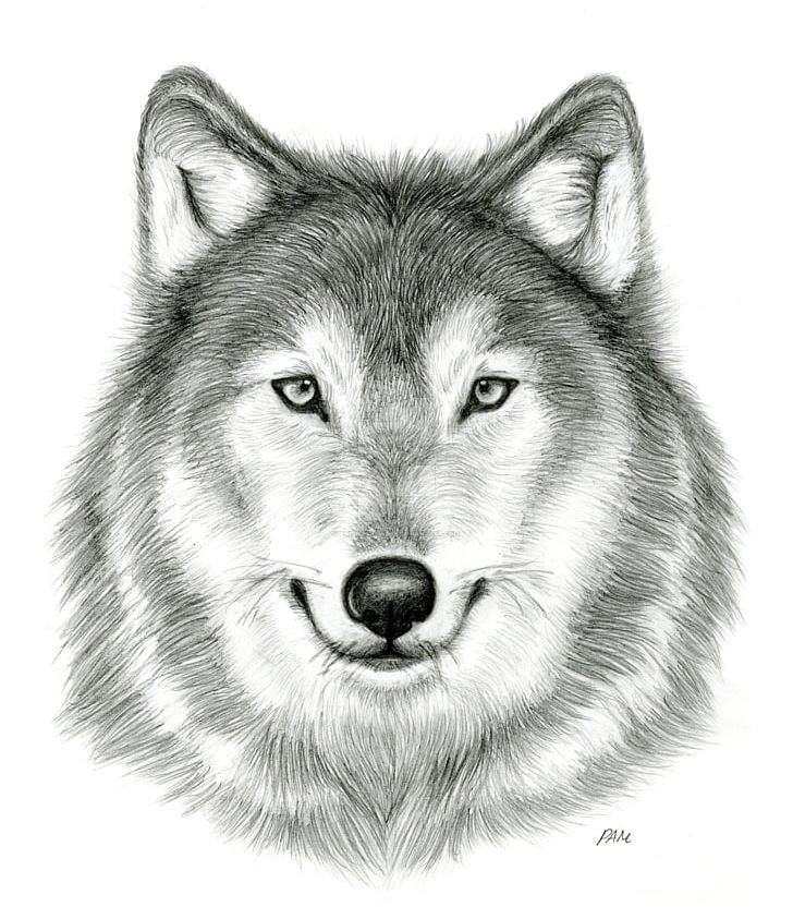 Gray Wolf Drawing Pencil Sketch PNG, Clipart, Animals, Art, Art Museum ...