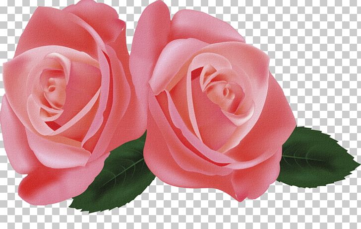 Hybrid Tea Rose Garden Roses Flower PNG, Clipart, Catholish Church, Centifolia Roses, China Rose, Closeup, Color Free PNG Download