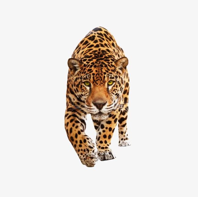Tiger PNG, Clipart, Africa, Animal, Animals Hunting, Animals In The Wild, Big Cat Free PNG Download