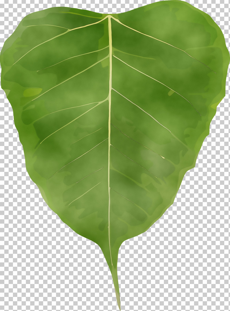 Leaf Green Plant Flower Tree PNG, Clipart, Anthurium, Bodhi, Bodhi Day, Bodhi Leaf, Flower Free PNG Download