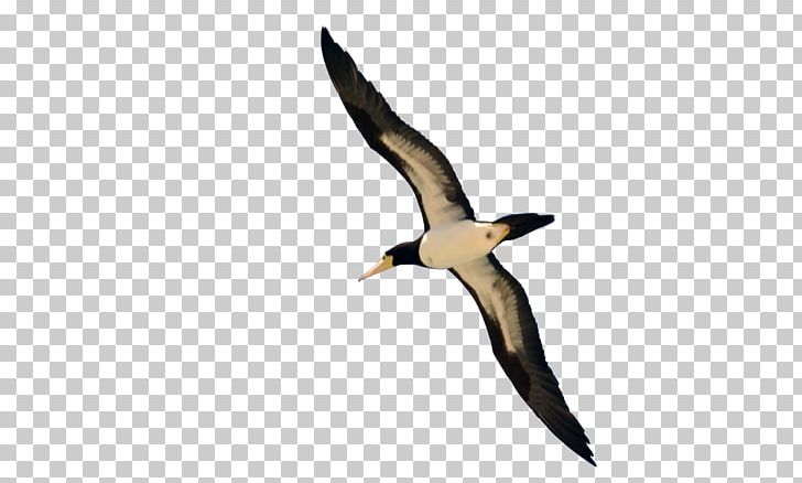 Bird Flight PNG, Clipart, Advertising, Anatidae, Animals, Beak, Bird Free PNG Download