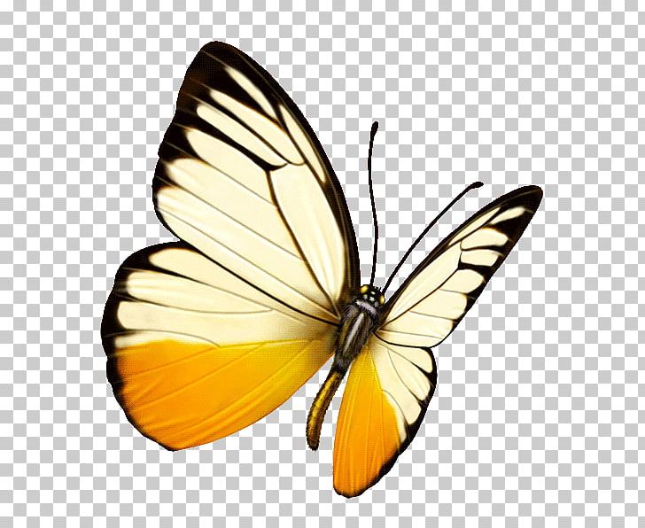 Monarch Butterfly Pieridae Lycaenidae Moth PNG, Clipart, Arthropod, Brush Footed Butterfly, Flower, Insects, Lycaenid Free PNG Download