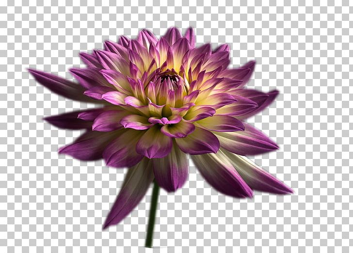 Chrysanthemum Purple Violet Computer File PNG, Clipart, Bloom, Chrysanths, Dahlia, Daisy Family, Encapsulated Postscript Free PNG Download