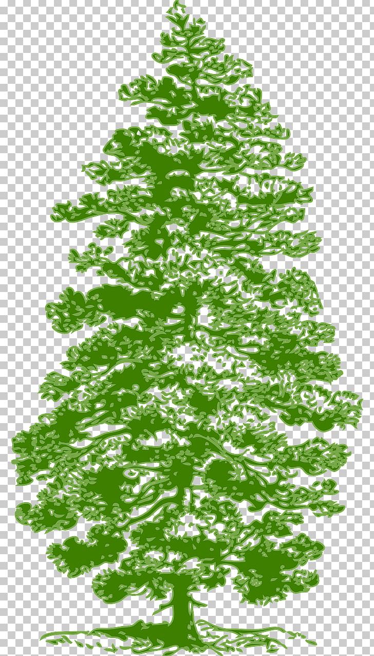 Eastern White Pine Fir PNG, Clipart, Art, Branch, Christmas Decoration, Christmas Tree, Clip Art Free PNG Download