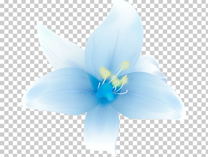 Flower Lilium PNG, Clipart, Blue, Blue Rose, Computer Wallpaper, Desktop Wallpaper, Flora Free PNG Download