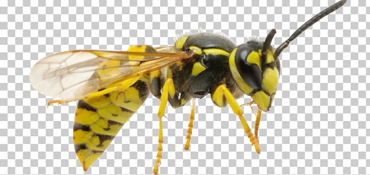 Hornet Honey Bee Insect Wasp PNG, Clipart, Animal, Arthropod, Bee, Bee Removal, Common Wasp Free PNG Download