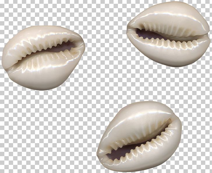 Seashell PNG, Clipart, 1000000, Animals, Chart, Decoration, Designer Free PNG Download