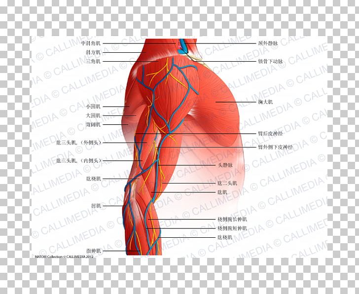 Shoulder Ischiocavernosus Muscle Nerve Arm Png Clipart Abdomen Anatomy Anconeus Muscle Angle Arm Free Png Download