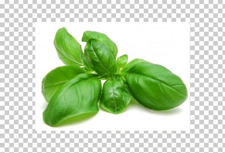 Thai Basil Pesto Herb Holy Basil PNG, Clipart, Albahaca, Basil, Food, Health, Herb Free PNG Download
