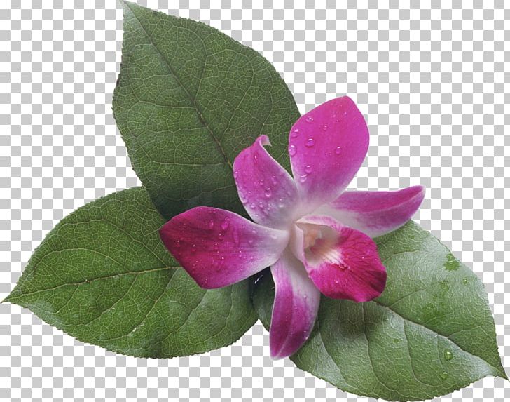 Flower Bouquet Photography Fotosearch PNG, Clipart, Artificial Flower, Blume, Flora, Floral Design, Flower Free PNG Download