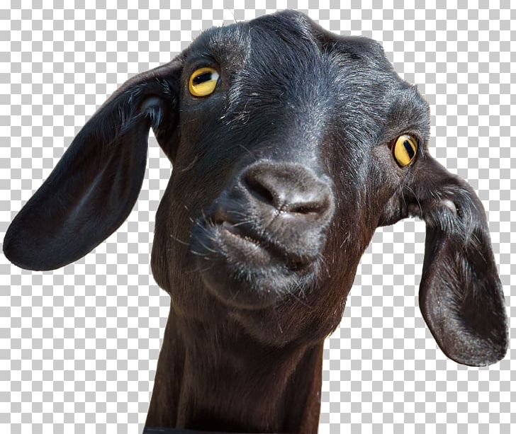 Goat Sheep Animal Stock Photography PNG, Clipart, Animal, Animals, Cow Goat Family, Goat, Goat Antelope Free PNG Download