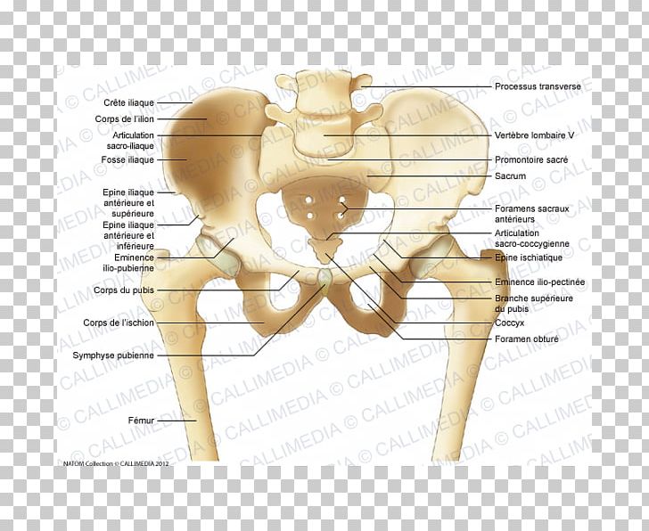 Pelvis Iliopubic Eminence Bone Anatomy Ilium PNG, Clipart, Anatomy, Angle, Arm, Bone, Diagram Free PNG Download