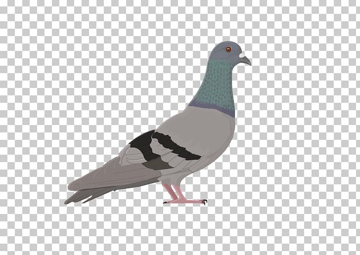 Columbidae Bird Domestic Pigeon Feral Pigeon Stock Dove PNG, Clipart, Animal, Animals, Beak, Bird, Columbidae Free PNG Download
