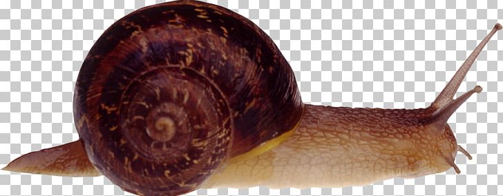Cornu Aspersum Burgundy Snail Slug PNG, Clipart, Animals, Burgundy Snail, Computer Icons, Cornu Aspersum, Free Free PNG Download