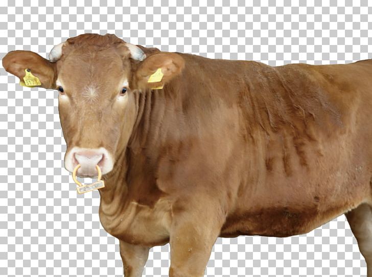Japanese Brown Calf Taurine Cattle Ox Dairy Cattle PNG, Clipart, Calf, Cattle, Cattle Like Mammal, Cow Goat Family, Dairy Cattle Free PNG Download