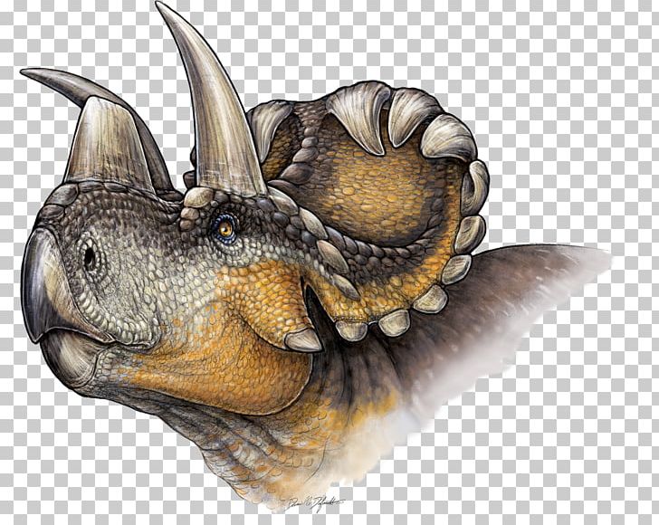 Wendiceratops Triceratops Ceratopsia Kosmoceratops Albertaceratops PNG, Clipart, Albertaceratops, Bone, Bone Bed, Centrosaurinae, Ceratopsia Free PNG Download