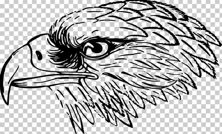 Bald Eagle Bird White-tailed Eagle PNG, Clipart, Animals, Art, Artwork, Bald Eagle, Beak Free PNG Download